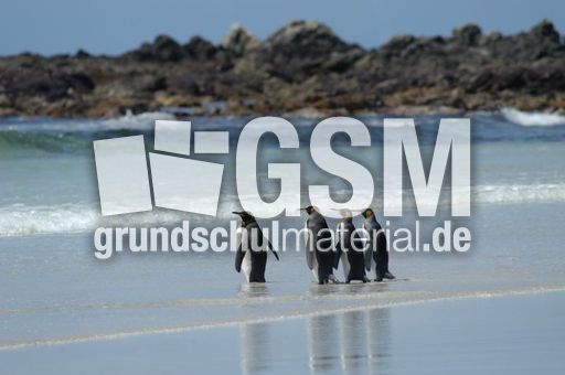 Königspinguin (64 von 84).jpg